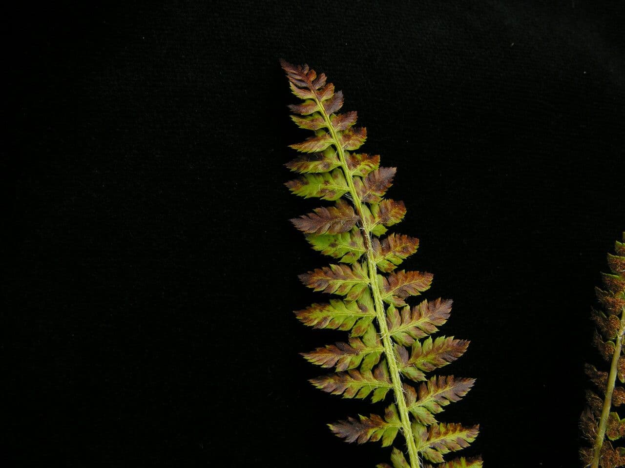 Polystichum