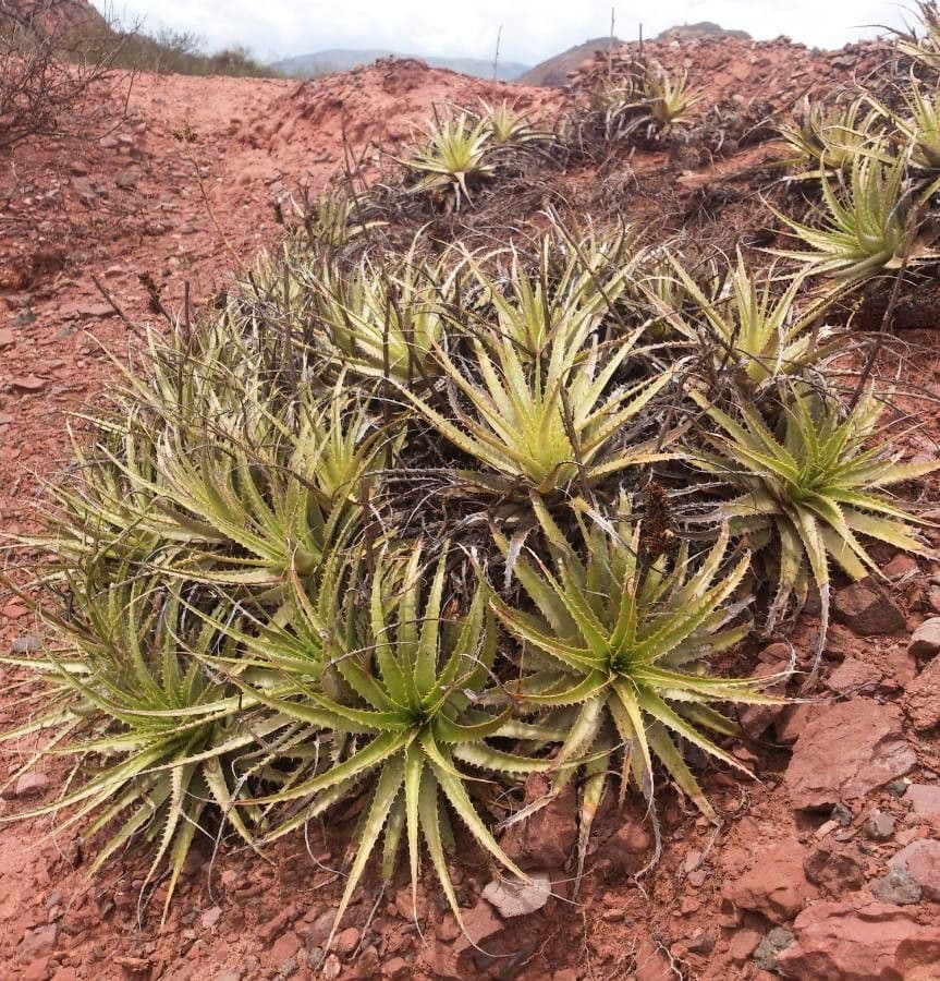 Deuterocohnia 9