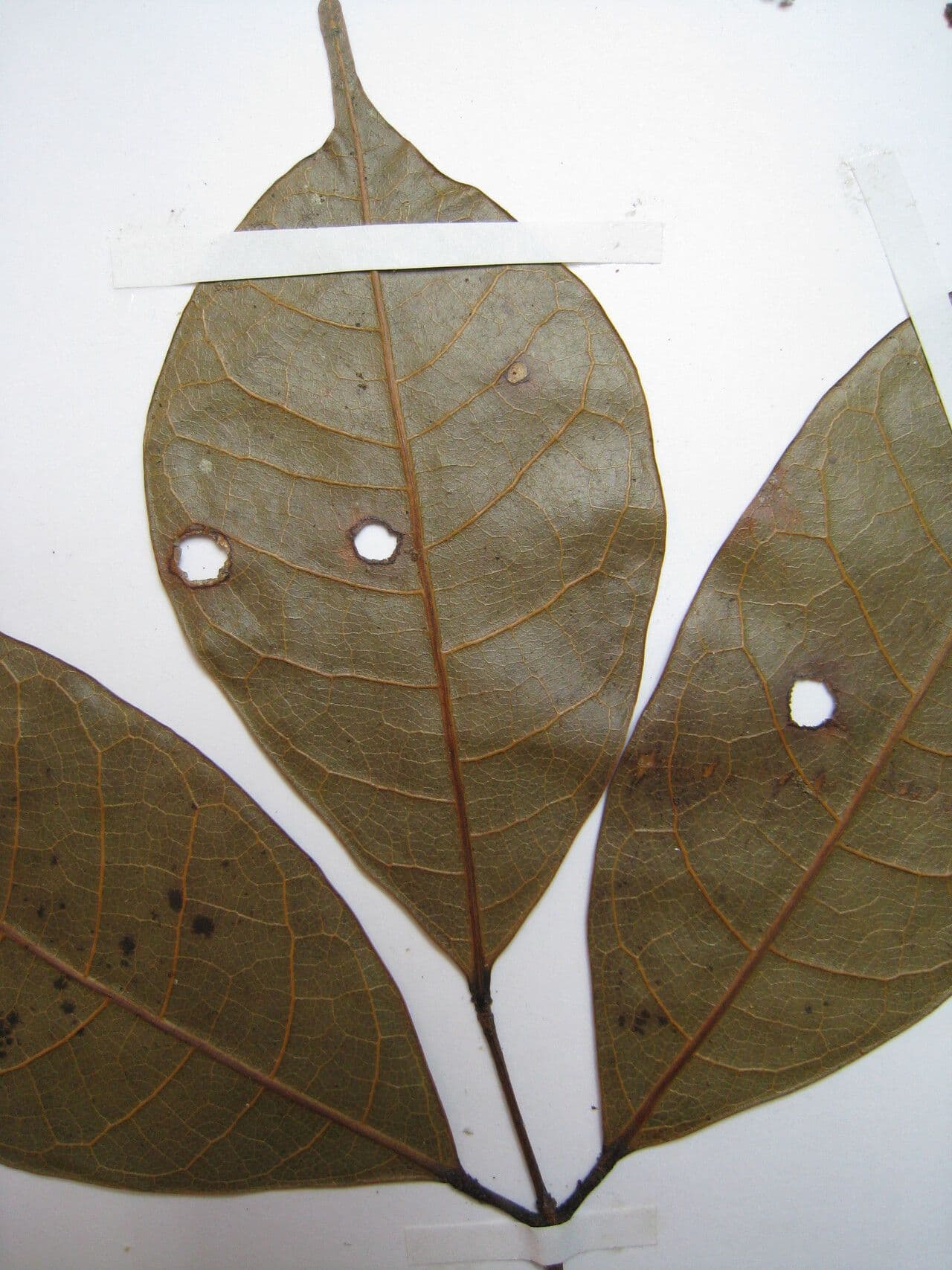 Protium divaricatum
