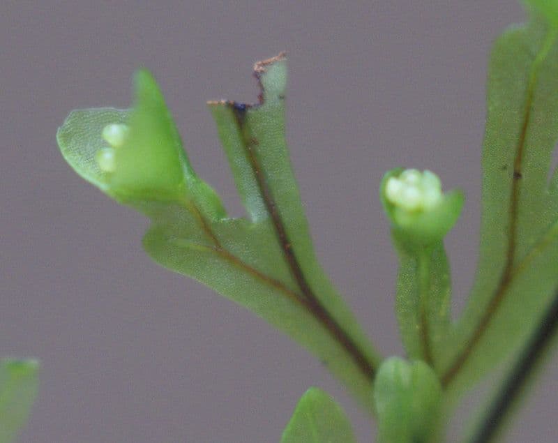 Hymenophyllum