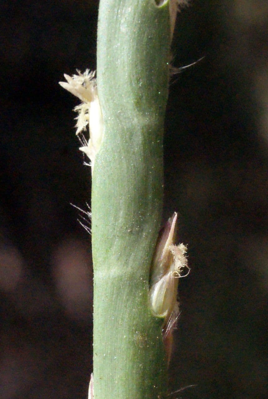 Stenotaphrum 13