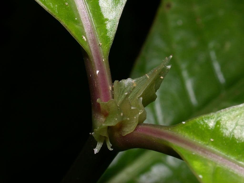 Palicourea 17