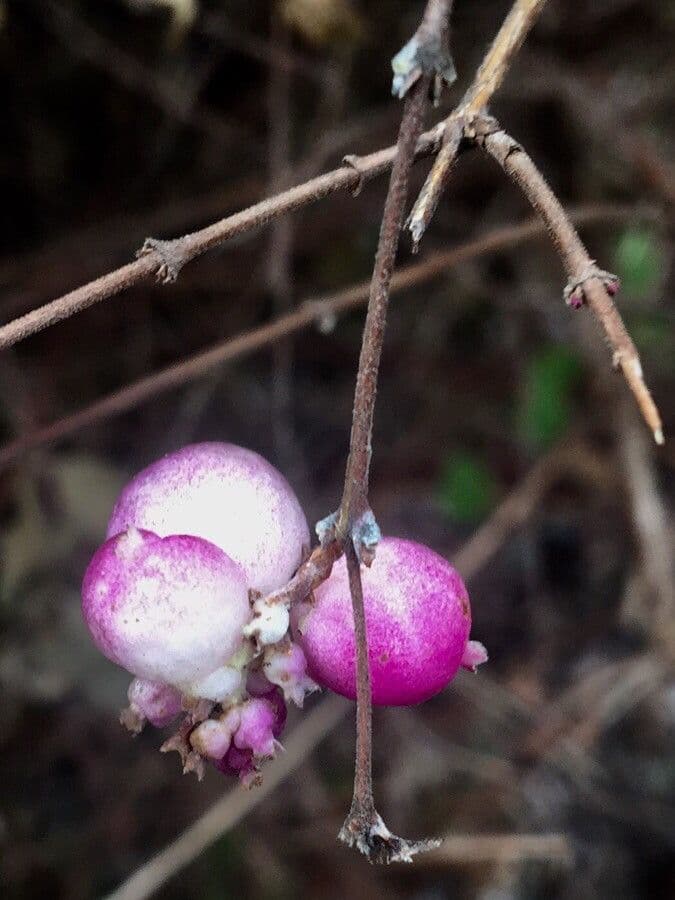 Sinfricarpo orbicolare 2