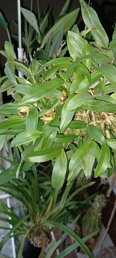 Coelogyne 6