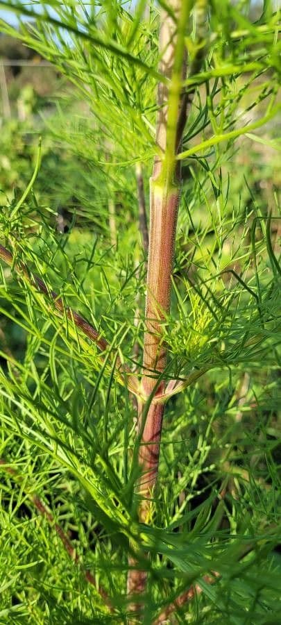 Cosmo 23
