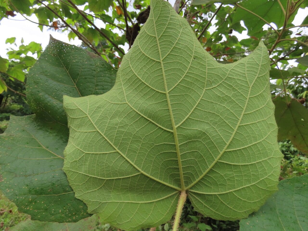 Croton 2