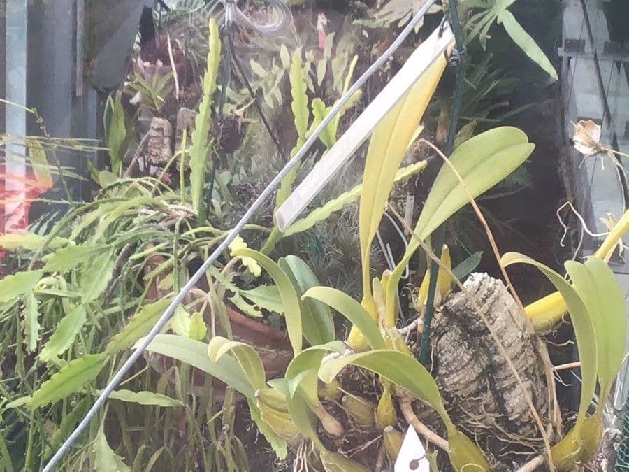 Bulbophyllum