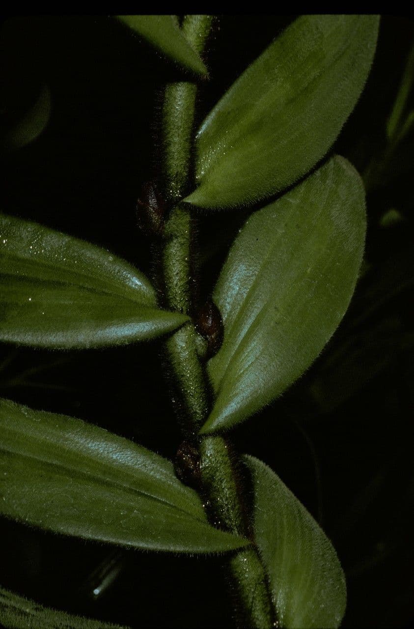 Trichotosia