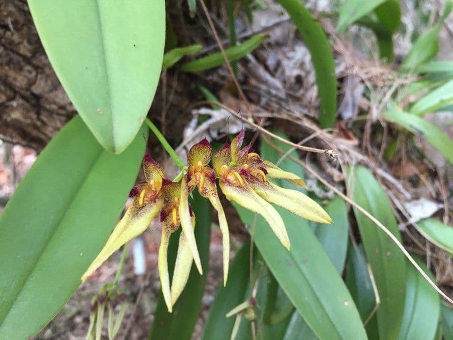 Orchidea ombrello pallida 10