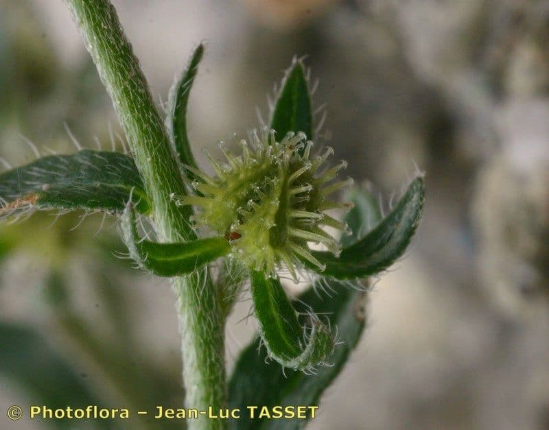 Lappola 2
