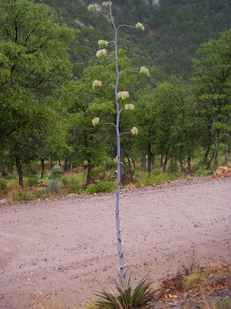 Agave 6