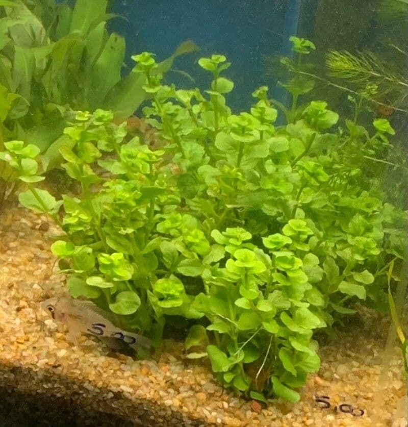 Micranthemum ombroso 4