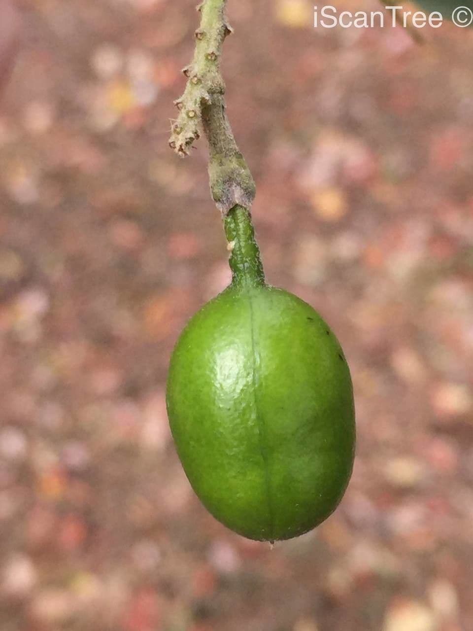 Xanthocercis