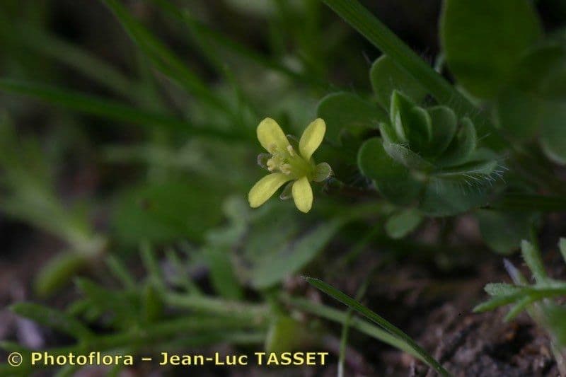 Erba moscatella 5