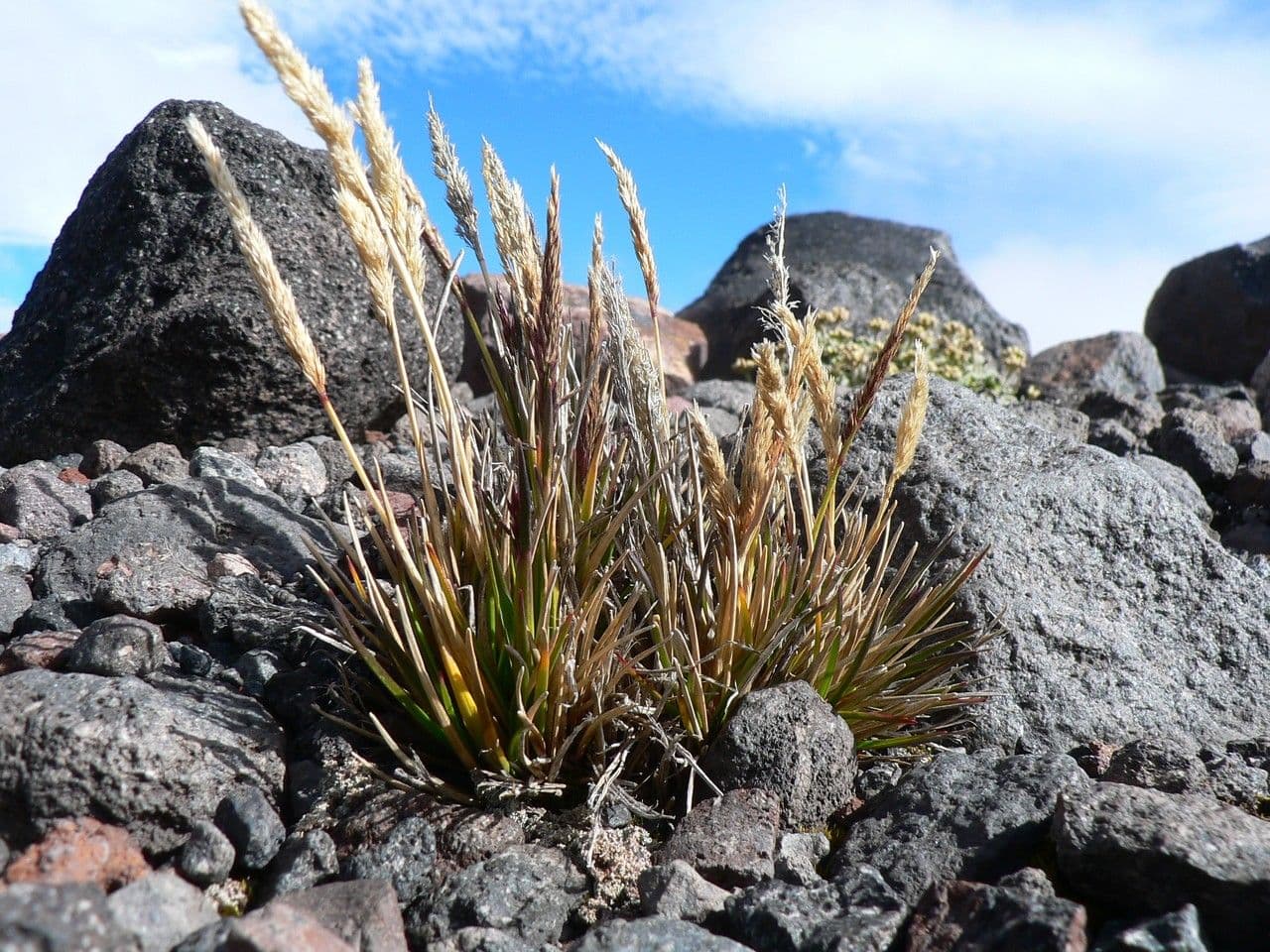 Calamagrostis