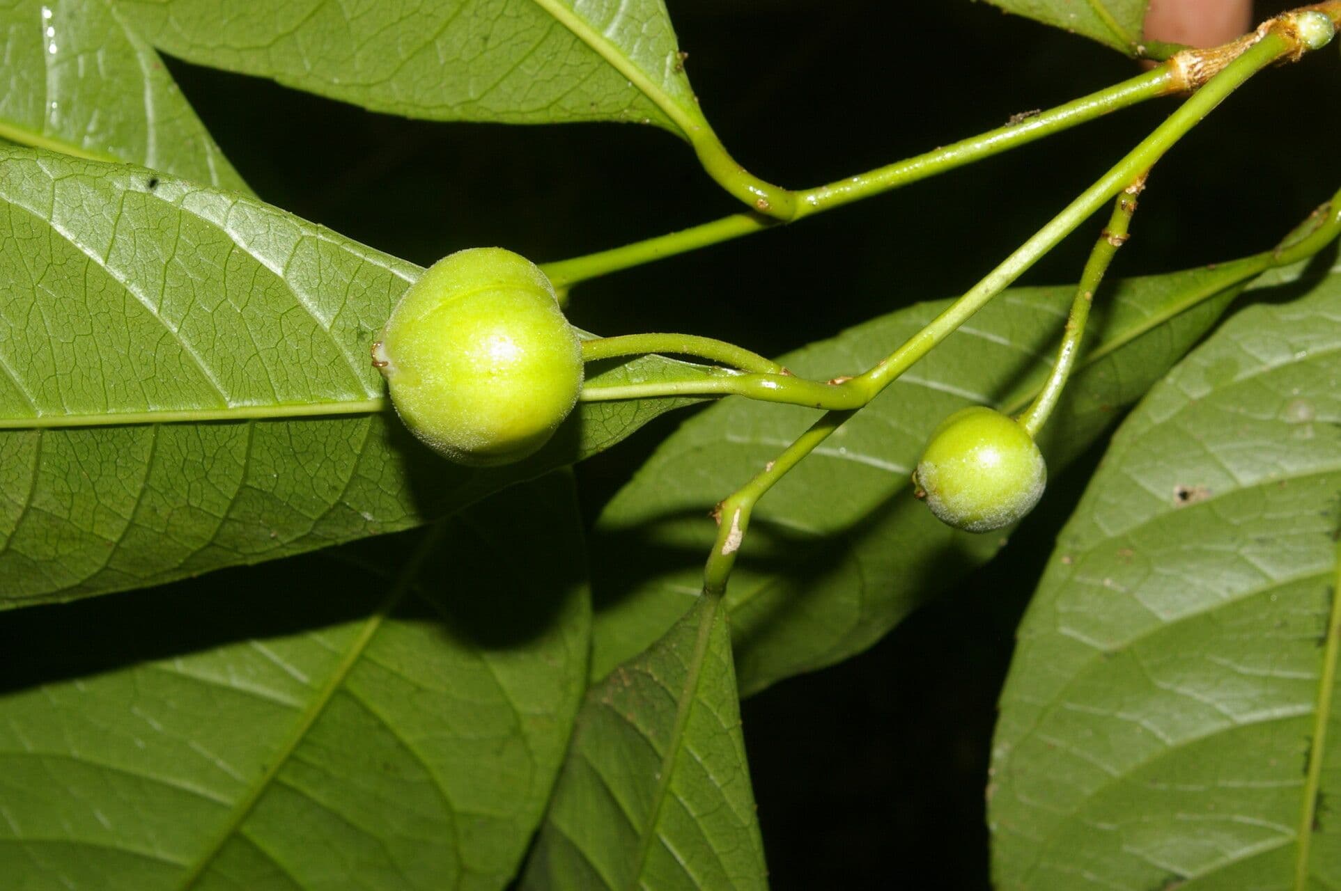 Gymnanthes