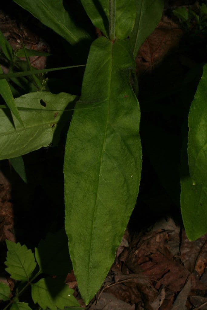 Penstemon 12