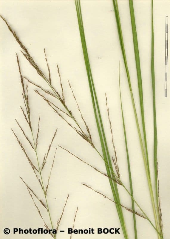 Molinia 27