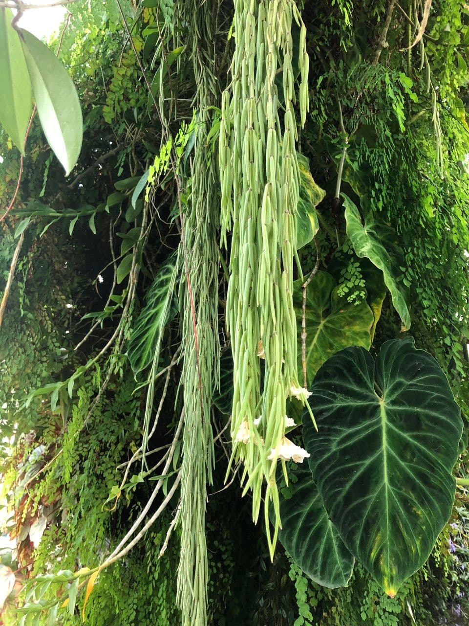 Hoya 9