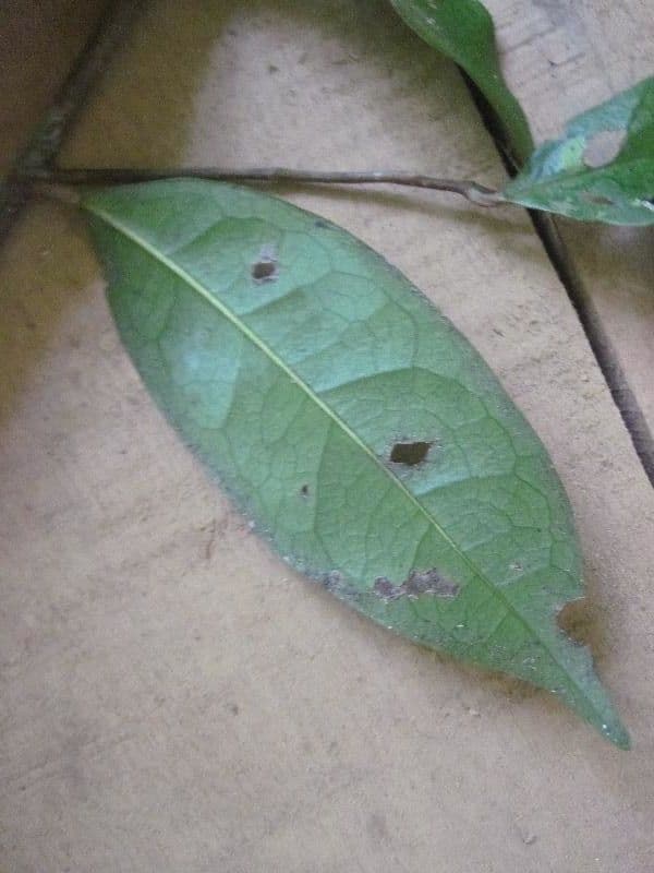 Tapura 10