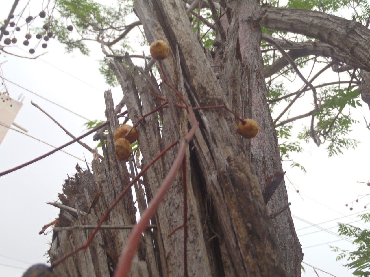 Seifenbaum 21
