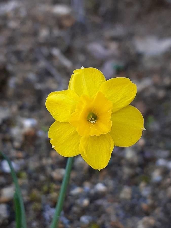Narciso rupicolo 5