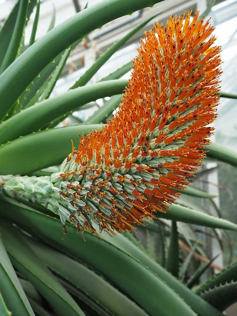 Aloe 2