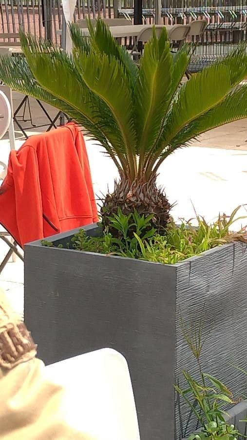 Cycad 9