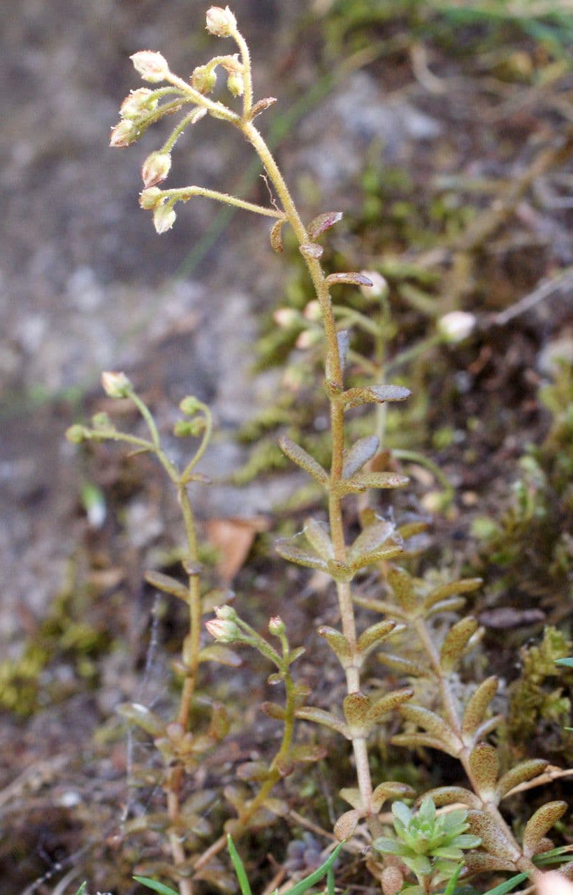 Sedum 8
