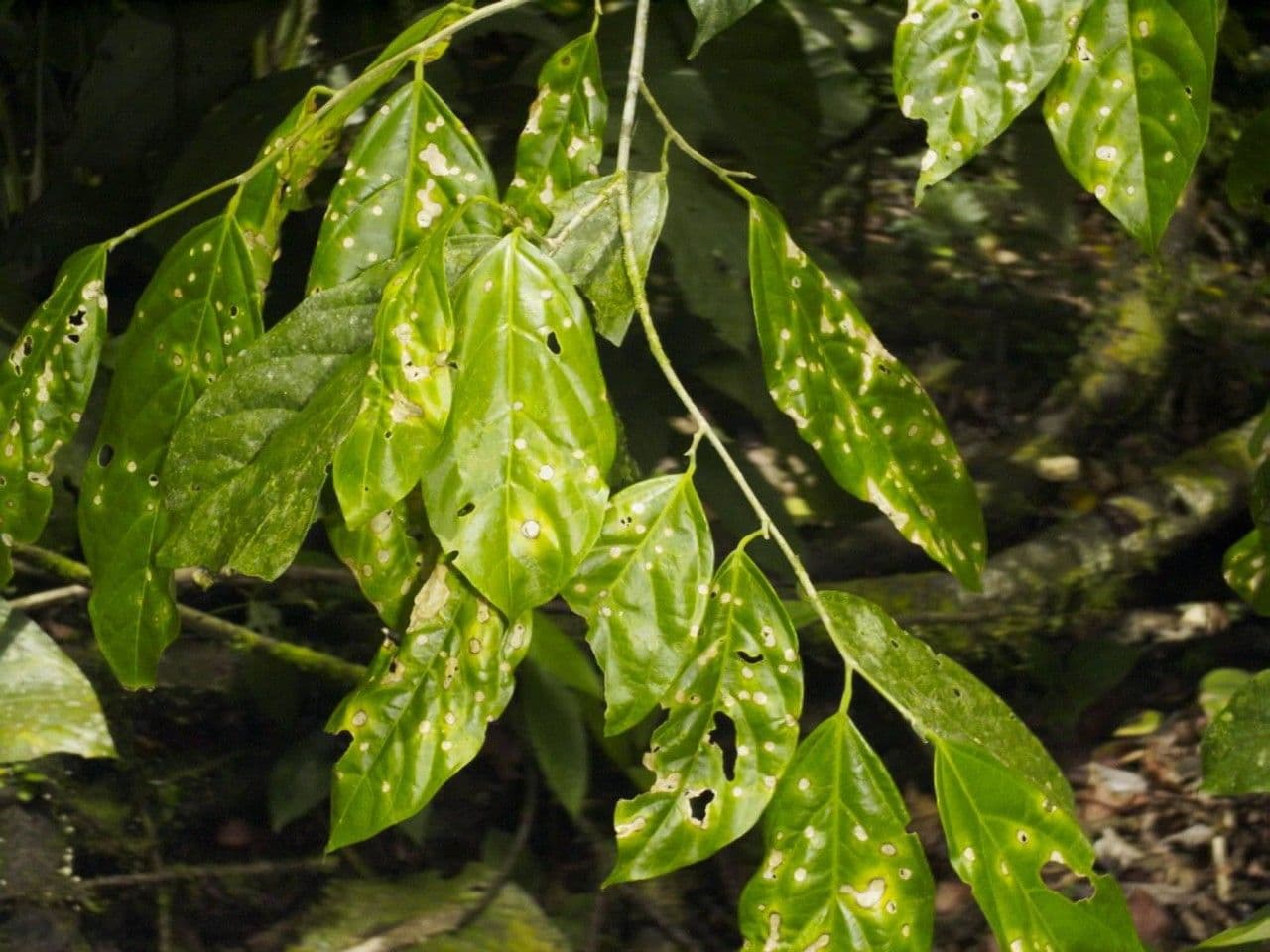 Quararibea 2