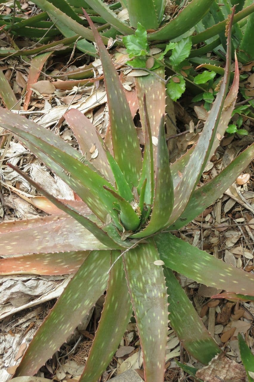 Aloe 6