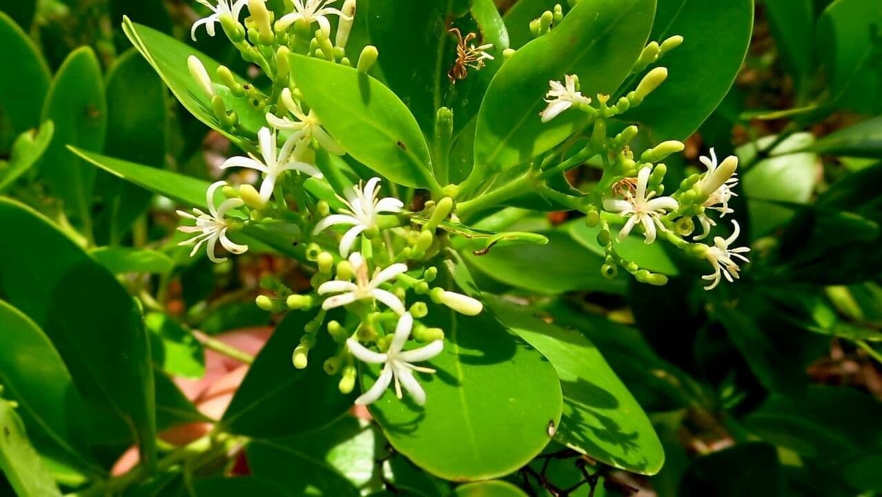 Erithalis fruticosa 9