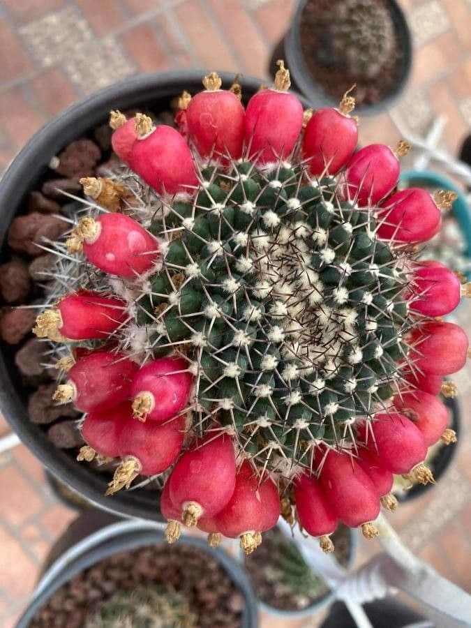 Mammillaria