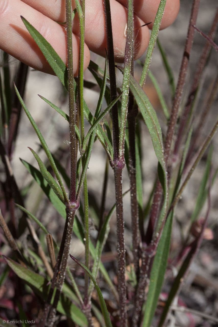 Silene verecunda 4