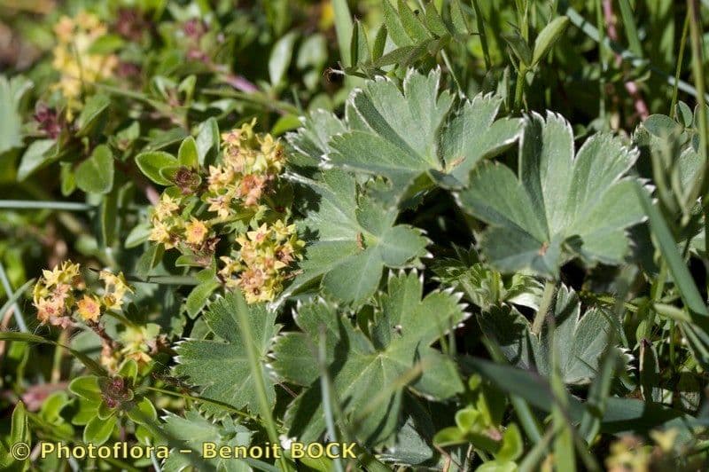 Alchemilla 17