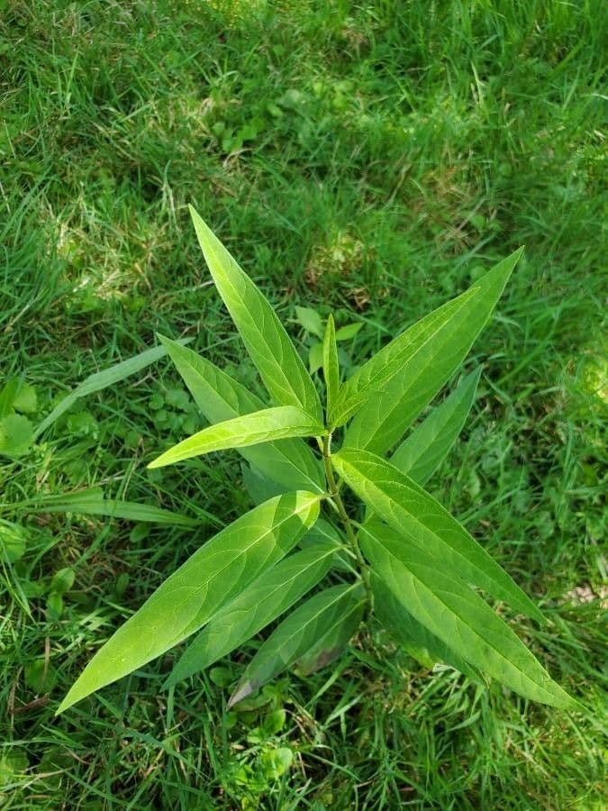 Asclepiade incarnata 16