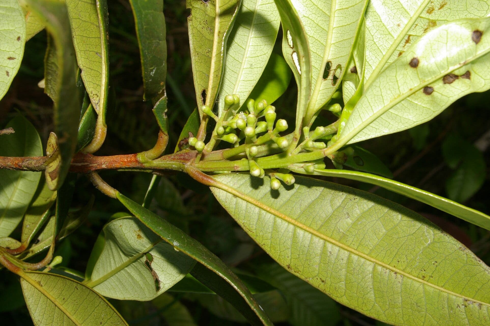 Allspice