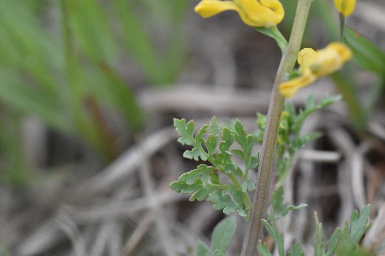 Corydalis dorada 13