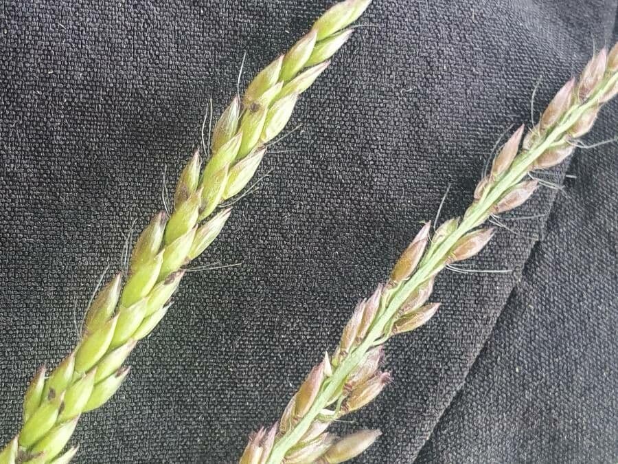 Urochloa