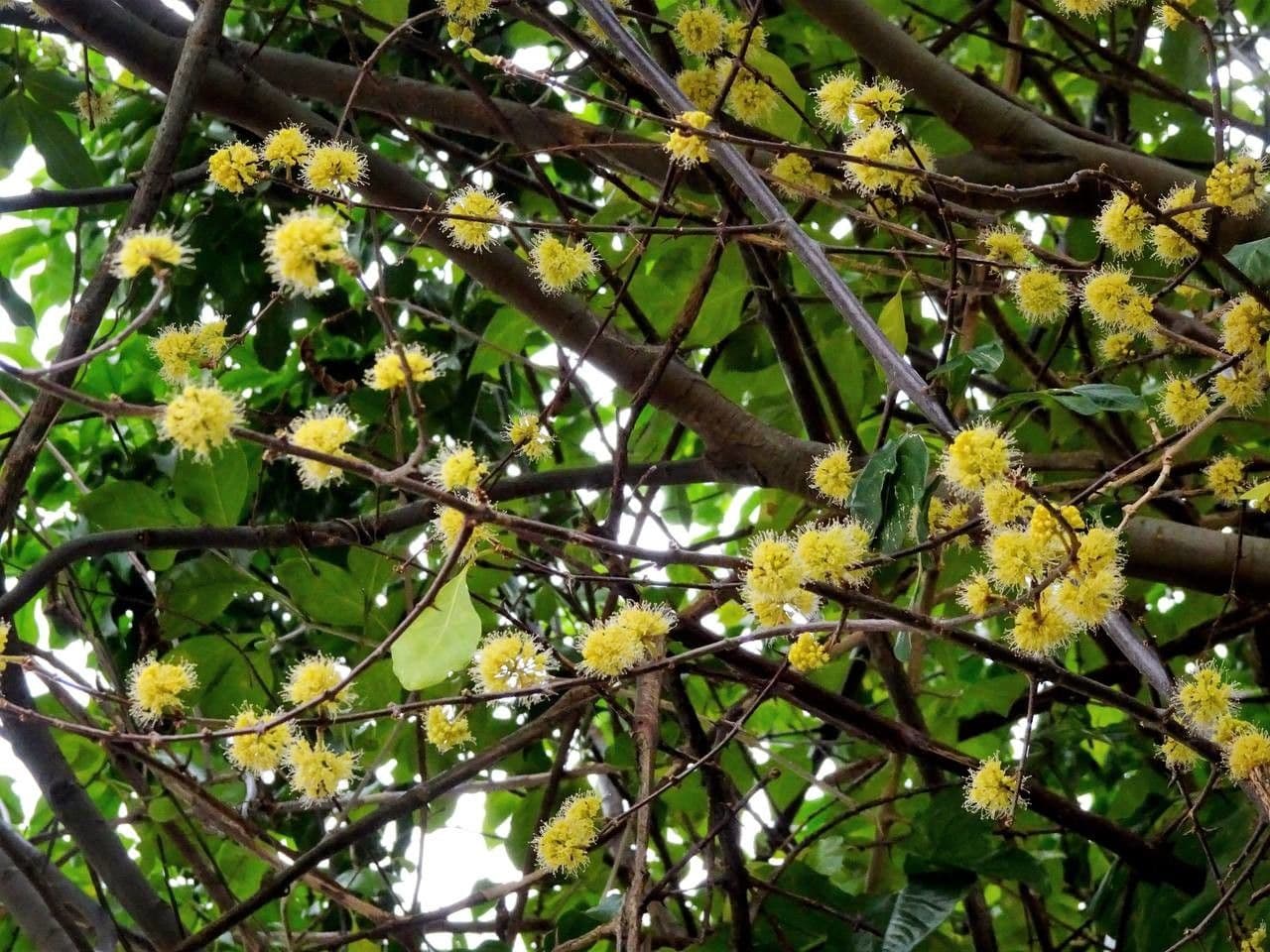 Pisonia 6