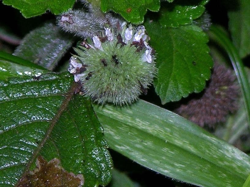 Hyptis capitata 21