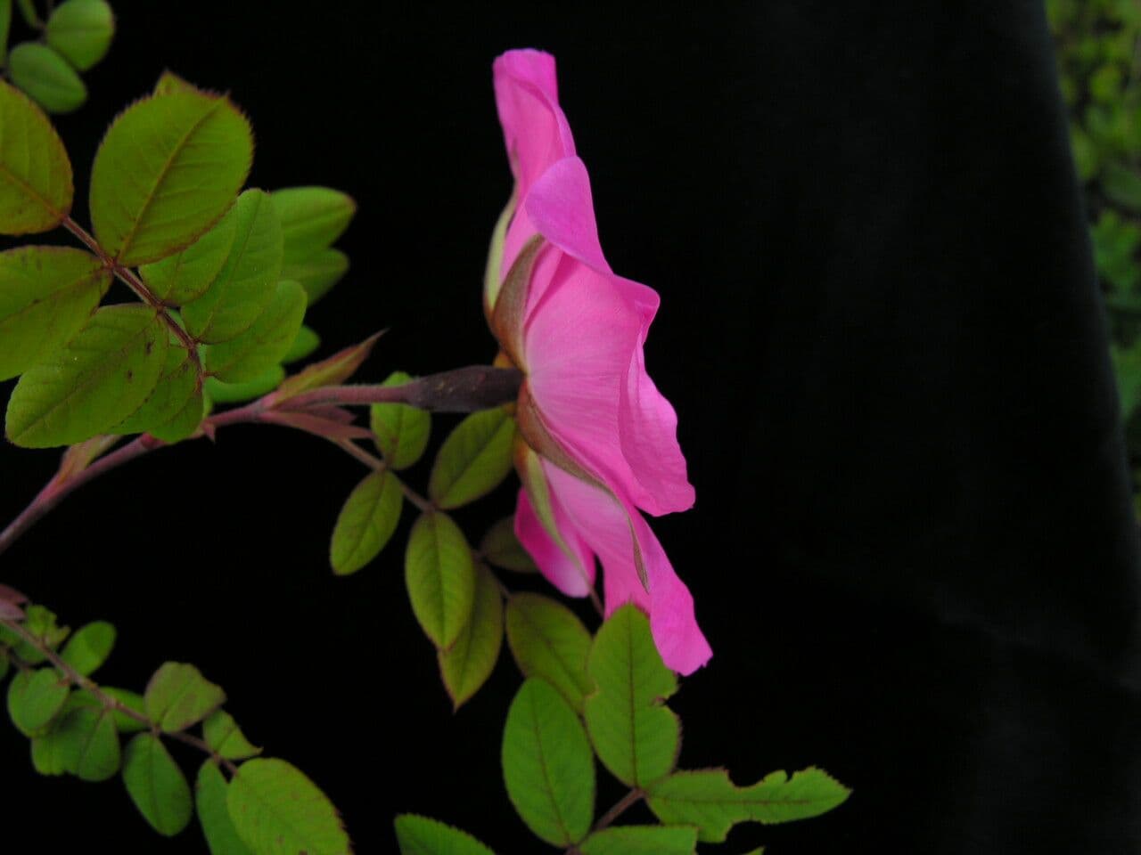 Großblättrige Rose 11