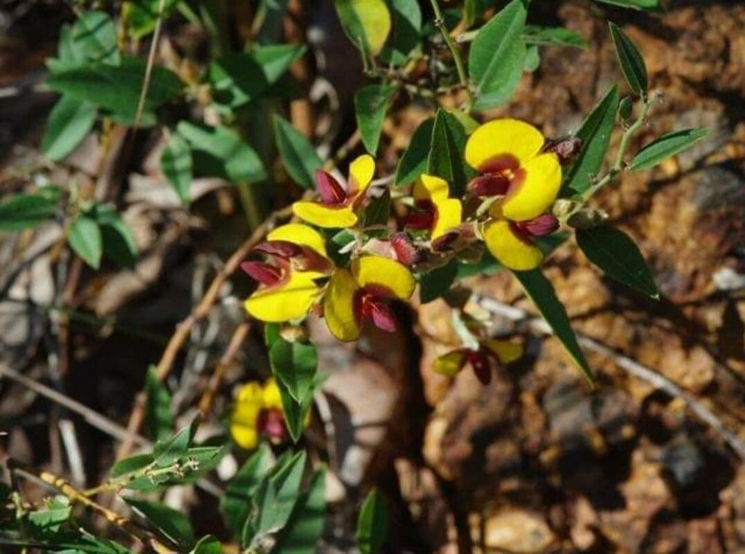 Bossiaea ornata