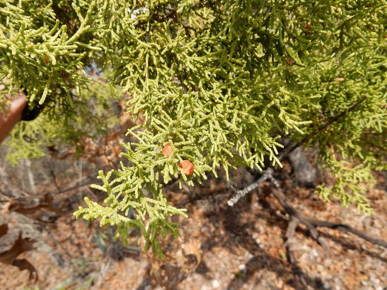 Ginepro di Pinchot 5
