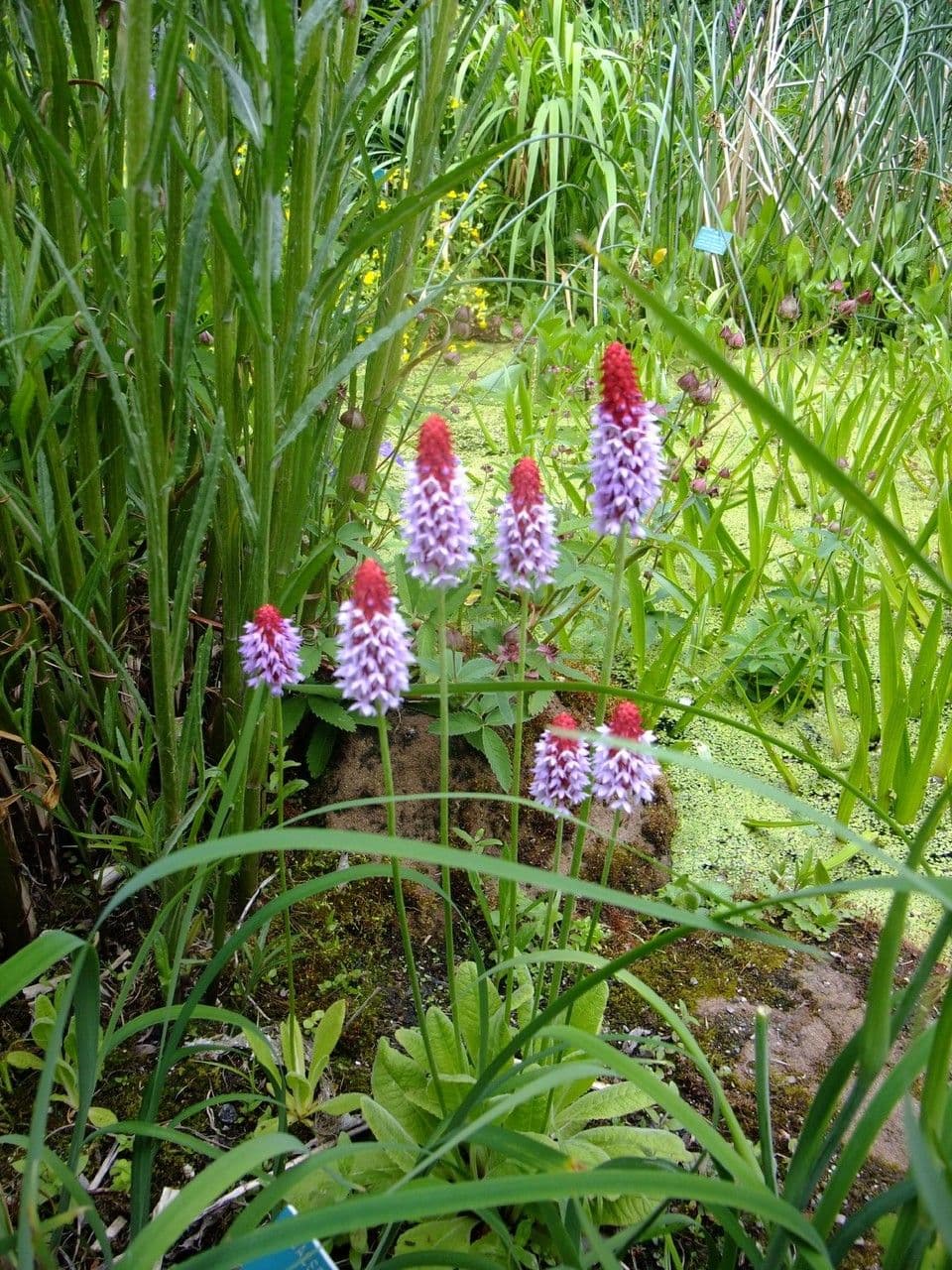 Primula 9