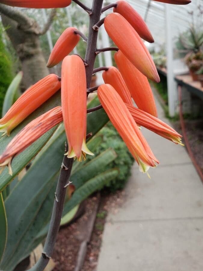 Kumara 6