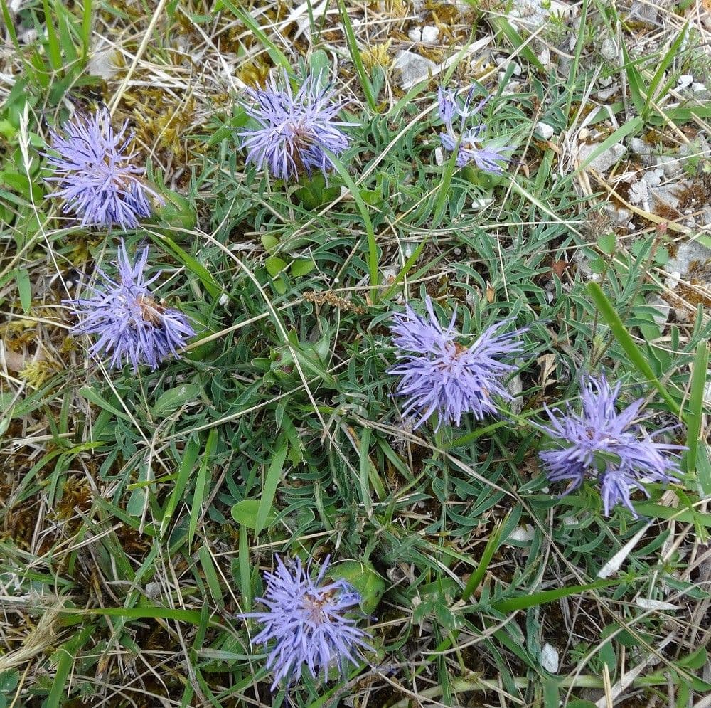 Sanftdistel 14