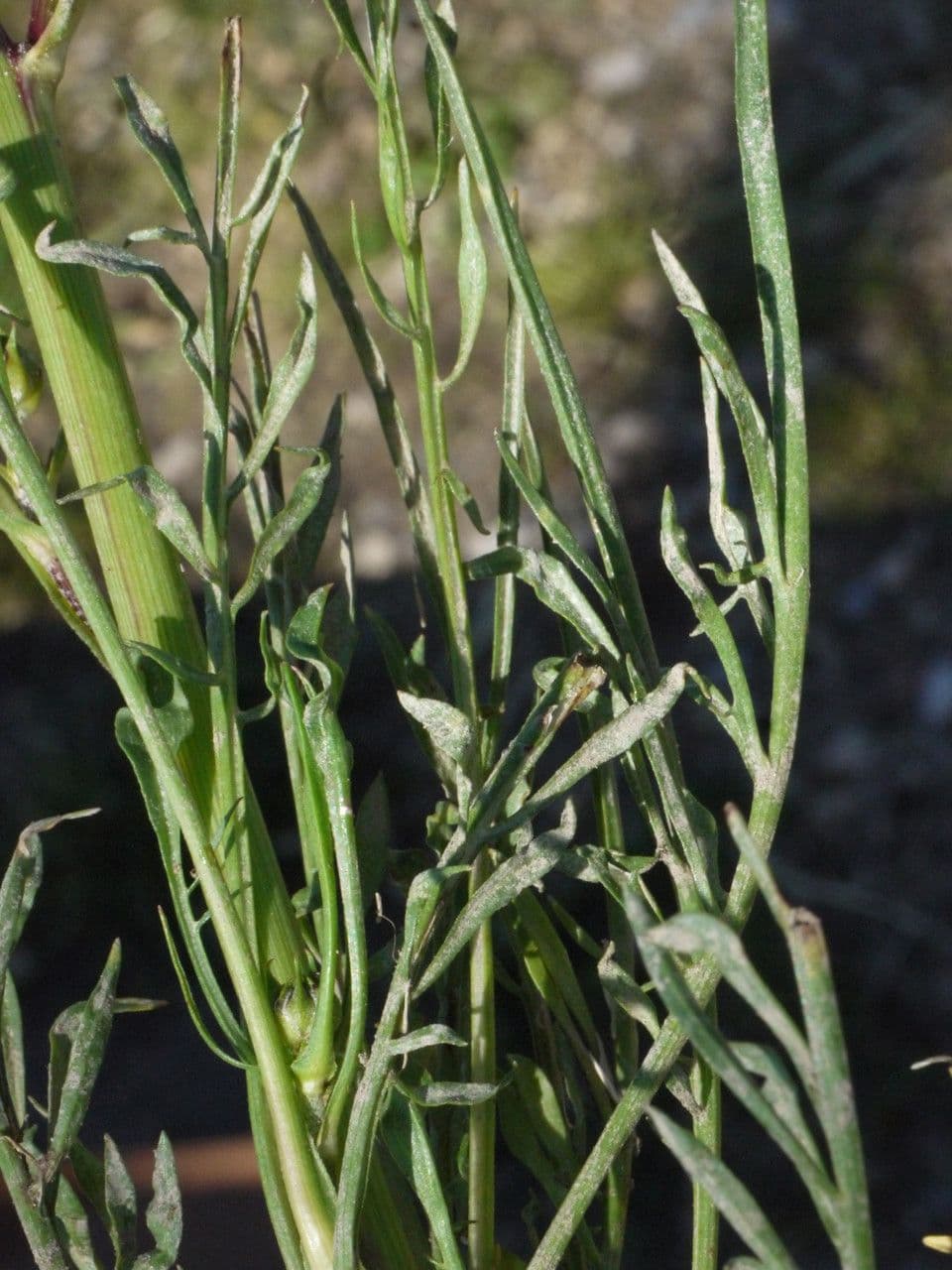 Säbel-Kratzdistel 27