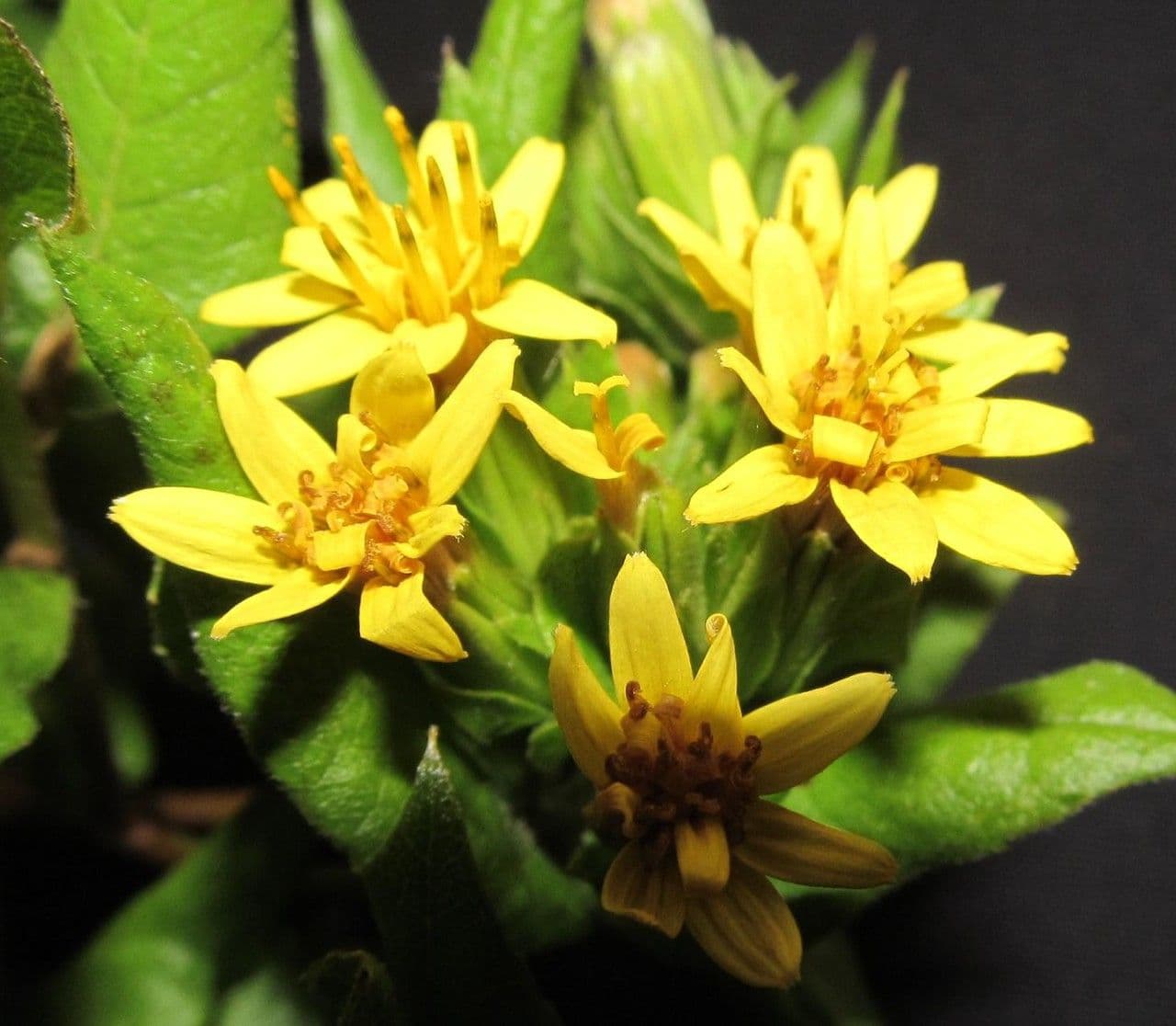 Trixis inula 2