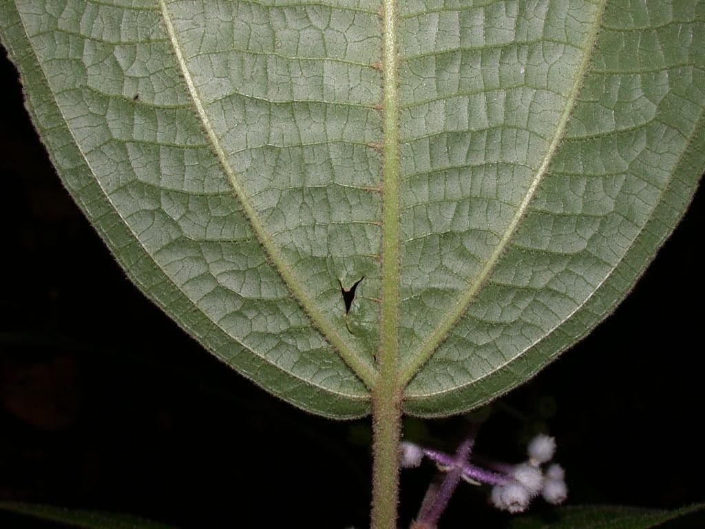 Miconia 6